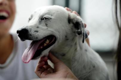 A história de Clifford. Um cachorrinho de 5 anos que todos os dias espera sentado ao portão ou a porta do  prédio da escola em que seu dono, Gabriel Nascimento, 11 anos, estuda.                             