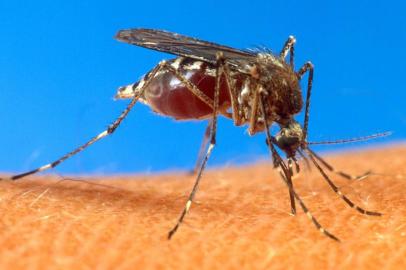 Foto do mosquito Aedes aegypti, que transmite a dengue.#PÁGINA:07Aedes AegyptiFILE -- (NYT1) UNDATED -- June 30, 2003 -- SCI-BATTLING-MOSQUITOES --  An aedes aegypti mosquito, which is known to transmit the West Nile virus, in an undated photo provided by the U.S. Department of Agriculture. t's the season of the whine _ the high-pitched note that signals a prowling mosquito near your ear, and the even more annoying complaints emitted by humans wondering whether mosquitoes really should have a place in the web of life.  (USDA/The New York Times) Fonte: NYT Fotógrafo: USDA