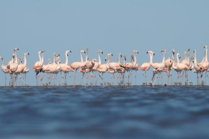 Roteiro Lagoa do Peixe / Divulgação