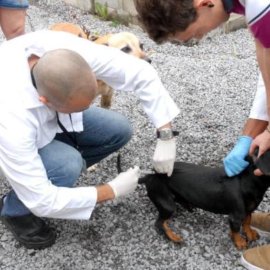 Vigilância Ambiental começa vacinação de animais contra a raiva em Caxias do Sul
Foco da doença foi localizado no bairro Bela Vista