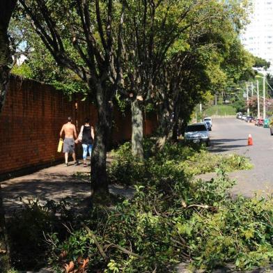  CAXIAS DO SUL, RS, BRASIL, 26/01/2015 - Codeca começa a poda das árvores na Rua Plácido de Castro. (JONAS RAMOS/PIONEIRO)