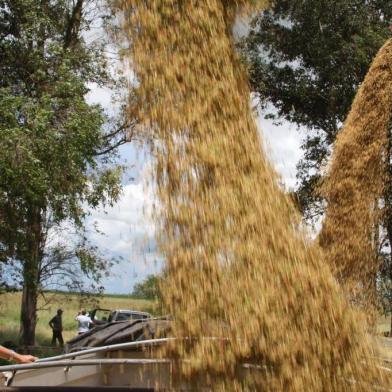 colheita, arroz, itaqui, clarissa, Clarissa Lopes Peixoto, agrônoma , Fazenda Pitangueira