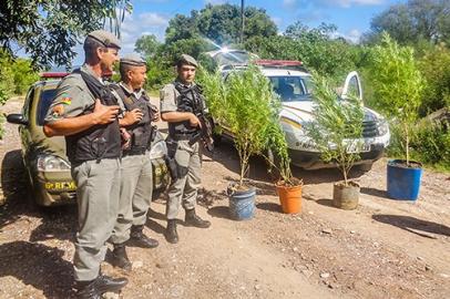 maconha, pés, Caçapava, apreensão