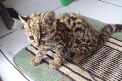 rdgol - jaguatirica rara encontrada em Caçapava do Sul 