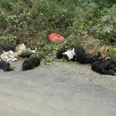 cachorros, mortos, gravataí