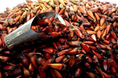  CAXIAS DO SUL, RS, BRASIL (07/07/2014) Preço do pinhão. Safra de Pinhão. Na foto, preço do pinhão no Mercado Zimmermann. (Roni Rigon/Pioneiro)