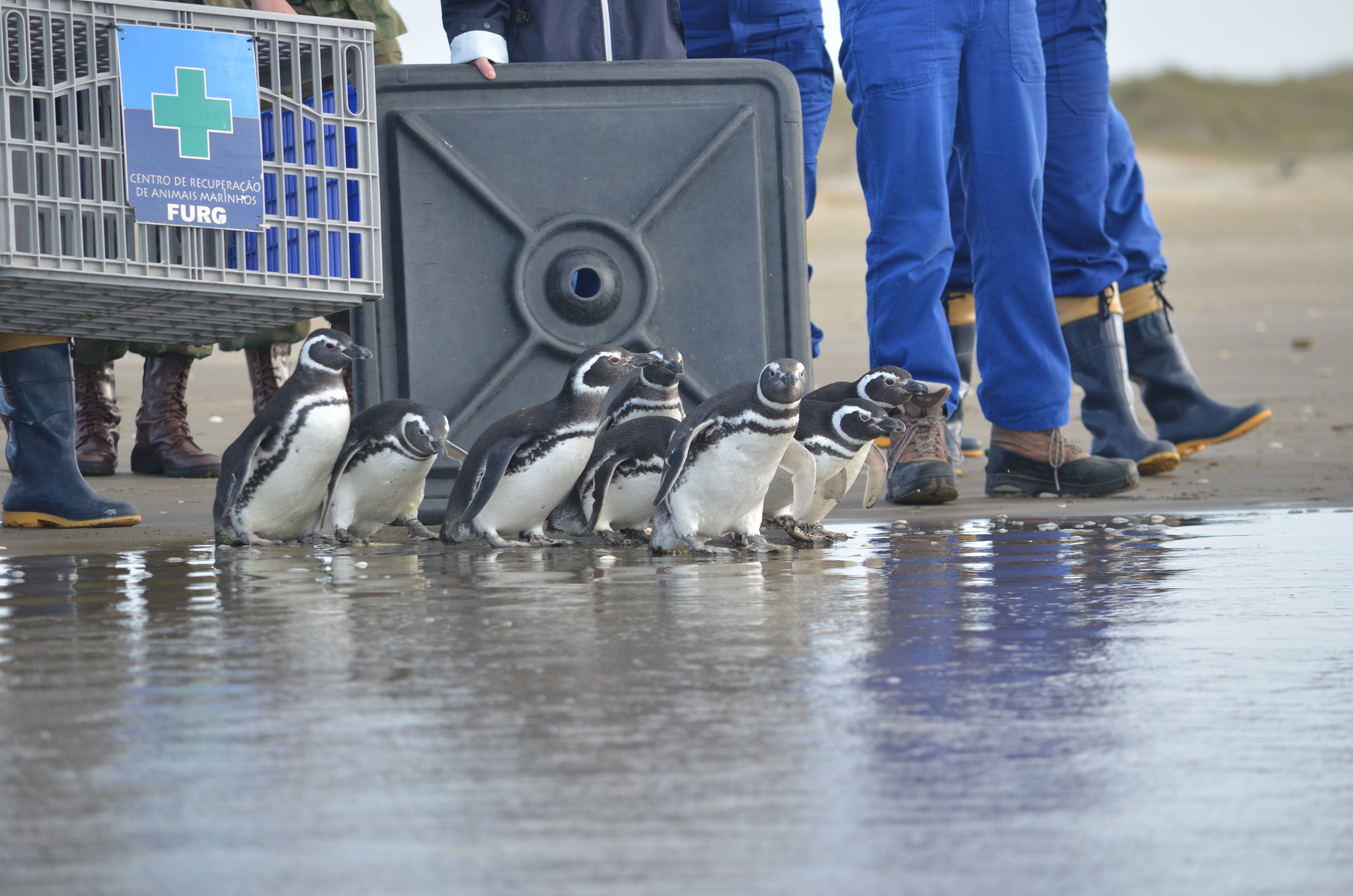 Pinguins encontrados no Litoral do RS passam por tratamento em universidade  de Rio Grande, Rio Grande do Sul