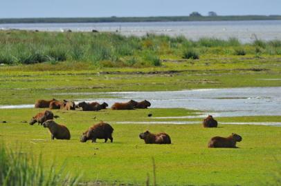  RS, BRASIL - 30-04-2015 - Estação Ecológica do Taim (ESEC Taim) é uma unidade de conservação de proteção integral da natureza localizada no sul do estado do Rio Grande do Sul.(FOTO: LAURO ALVES/AGÊNCIA RBS)