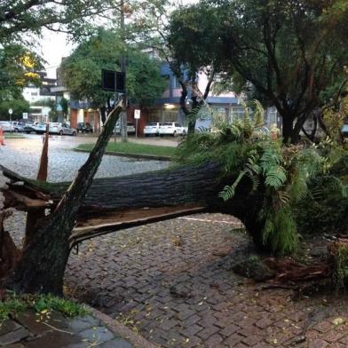 rdgol, porto alegre, árvore, queda