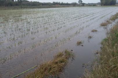 cebolas, produtores, plantação, rdgol