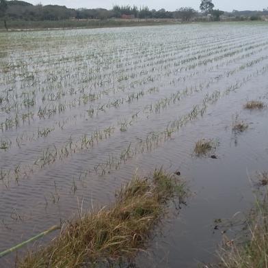 cebolas, produtores, plantação, rdgol