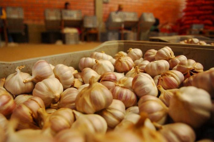  

Os produtores de alho do Planalto Catarinense estão comemorando a queda da produção chinesa do produto. Com a China produzindo menos, o valor do produto subiu e vem fortalecendo a produção dos catarinenses.