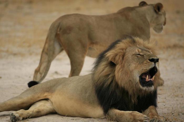 AFP PHOTO / ZIMBABWE NATIONAL PARKS