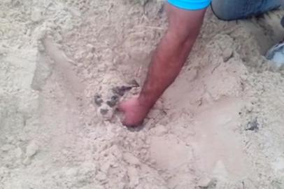 Cachorro é enterrado vivo na praia de Cidreira