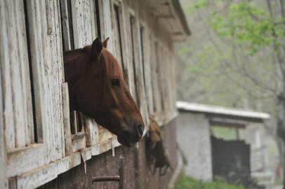  Doença do mormo alerta tradicionalistas. Por enquanto, não há casos da doença na região central do EstadoSanta Maria, Rio Grande do Sul, Brasil, 13/08/2015Fotógrafo: Ronald Mendes