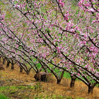  CAXIAS DO SUL, RS, BRASIL  (16/08/2015) Florada no Inverno 2015. Calor de agosto propicia a floração de ipês amarelaos no centro de Caxias do Sul, e, de ameixeiras e pessegueiros na localidade de São Braz de Ana Rech.  Temática do Pioneiro. (Roni Rigon/Pioneiro)