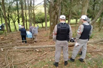 Lenhador morre ao cortar árvore no Norte gaúcho