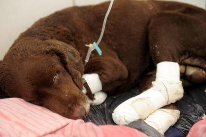  SANTA MARIA, RS, 26/08/2015 Cachorro que teve o corpo queimado passa por recuperação em clínica veterinária de Santa Maria. (FOTO MAIARA BERSCH / AGÊNCIA RBS)