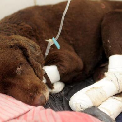  SANTA MARIA, RS, 26/08/2015 Cachorro que teve o corpo queimado passa por recuperação em clínica veterinária de Santa Maria. (FOTO MAIARA BERSCH / AGÊNCIA RBS)