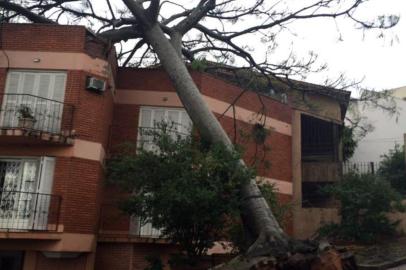  PORTO ALEGRE, RS, BRASIL 15/10/2015 - Árvore cai por cima de prédio no bairro Medianeira, em Porto Alegre. (BÁRBARA MONTEIRO/ARQUIVO PESSOAL).