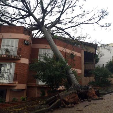  PORTO ALEGRE, RS, BRASIL 15/10/2015 - Árvore cai por cima de prédio no bairro Medianeira, em Porto Alegre. (BÁRBARA MONTEIRO/ARQUIVO PESSOAL).