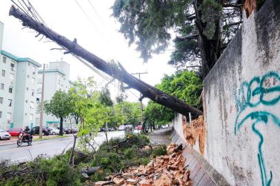  PORTO ALEGRE, RS, BRASIL, 15/10/2015  : Árvores derrubaram muros dos cemitérios da Av. Prof. Oscar Pereira, elas estão sendo seguradas pelos fios da rede elétrica da avenida.  (Omar Freitas/Agência RBS)Indexador: Omar Freitas