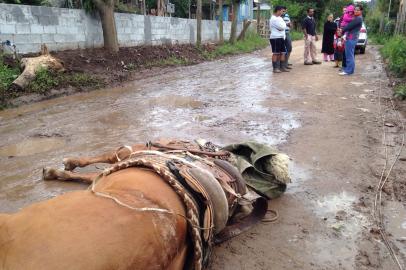 Cavalo morre eletrocutado após pisar em fio solto em via pública de Santa Maria