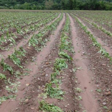 Agudo tem perda de 25% da lavoura de fumo após queda de granizo