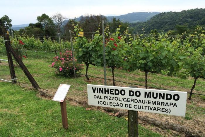 Experiências da Vindima na vinícola Dal Pizzol, em Bento Gonçalves