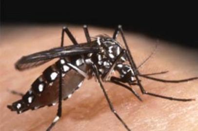 Aedes aegypti, o mosquito transmissor da dengue.#PÁGINA:05 Fonte: Divulgação