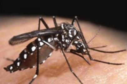 Aedes aegypti, o mosquito transmissor da dengue.#PÁGINA:05 Fonte: Divulgação