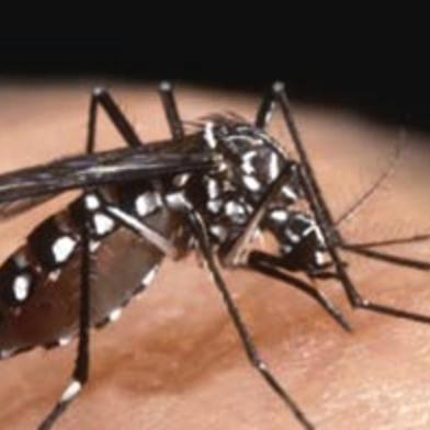 Aedes aegypti, o mosquito transmissor da dengue.#PÁGINA:05 Fonte: Divulgação