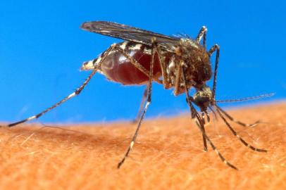 Foto do mosquito Aedes aegypti, que transmite a dengue.#PÁGINA:07Aedes AegyptiFILE -- (NYT1) UNDATED -- June 30, 2003 -- SCI-BATTLING-MOSQUITOES --  An aedes aegypti mosquito, which is known to transmit the West Nile virus, in an undated photo provided by the U.S. Department of Agriculture. t's the season of the whine _ the high-pitched note that signals a prowling mosquito near your ear, and the even more annoying complaints emitted by humans wondering whether mosquitoes really should have a place in the web of life.  (USDA/The New York Times) Fonte: NYT Fotógrafo: USDA