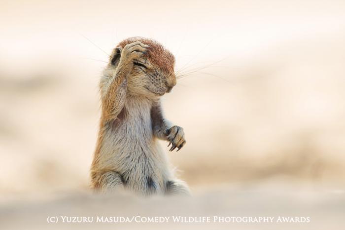Veja imagem ganhadora de concurso que premia fotos mais engraçadas da vida  selvagem, Meio Ambiente