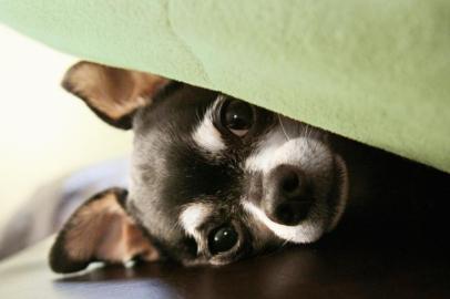 Cachorro com medo de fogos de artifício