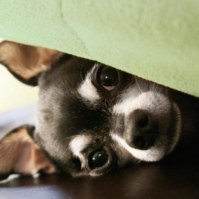 Cachorro com medo de fogos de artifício