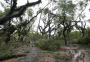 Cinco anos após temporal devastador, Porto Alegre tem protocolos para emergências, mas fenômenos climáticos ainda são problema