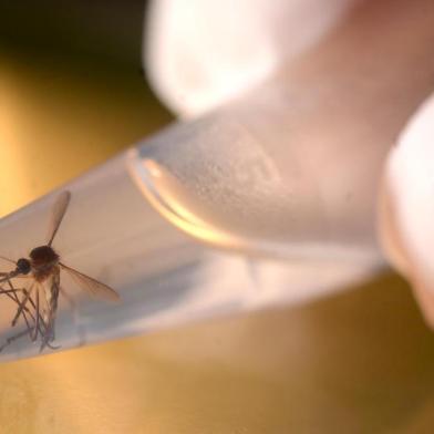 An Aedes aegypti mosquito is photographed in a laboratory at the University of El Salvador, in San Salvador, on February 3, 2016. Health authorities continue their efforts to eliminate the mosquito, vector of the Zika virus, which might cause microcephaly and Guillain-Barré syndrome in unborn babies. AFP PHOTO/Marvin RECINOS / AFP / Marvin RECINOS