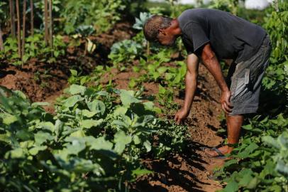  CANOAS, RS, BRASIL, 18-02-2016: Matéria especial sobre agricultura urbana, com hortas em grandes centros metropolitanos. Na foto, horta comunitária em baixo de área de alta tensão da CEEE, em Canoas (FOTO FÉLIX ZUCCO/AGÊNCIA RBS, Editoria Campo e Lavoura).