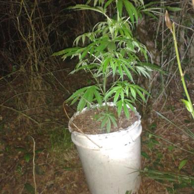 Pé de maconha em São Pedro do Sul