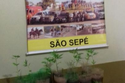 Brigada Militar encontra mudas de maconha