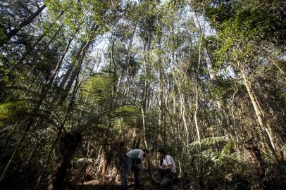 SÃO FRANCISCO DE PAULA, RS, BRASIL, 09-09-2016: Os doutores em biologia e pesquisadores Manoel Ludwig da Fontoura Rodrigues e Carlos Benhur Kasper, integrantes da ong Mamíferos RS, percorrem a Floresta Nacional de São Francisco de Paula (Flona) em busca de vestígios do lobo-guará. Eles instalam câmeras na mata para tentar registrar o animal ameaçado. (Foto: Mateus Bruxel / Agência RBS)