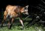 Pesquisadores gaúchos buscam fotografar o lobo-guará