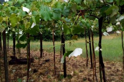 granizo, nova bassano, serra gaúcha