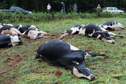 Rebanho leiteiro morto por descarga elétrica no interior de Tapejara