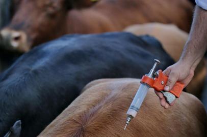 PORTO ALEGRE - BRASIL -  Começa a vacinação contra febre Aftosa no Rio Grande do Sul. (FOTO: LAURO ALVES)