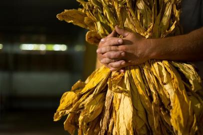 tabaco, detalhe