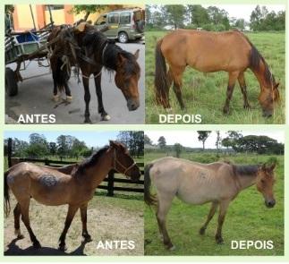 Saiba o que é necessário para ter um cavalo como animal de