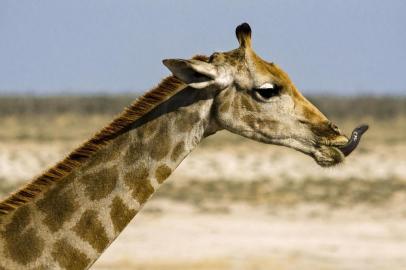 A descrição do fotógrafo: Para fotografar o detalhe de uma girafa-de-angola (Giraffa camelopardalis angolensis), como sua língua de 45 cm, é necessário usar uma teleobjetiva potente. Nessa foto, usei uma 500 mm, com velocidade muito alta 1/2500. Parque Nacional Etosha. © Haroldo Castro/Viajologia 