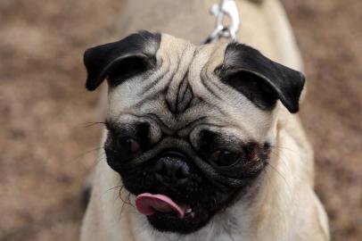  PORTOALEGRE-RS-BR-DATA:201507121º Encontro de Pugs, no Parcão, reuniu dezenas de cães e seus donos.FOTÓGRAFO:TADEUVILANI